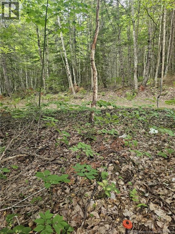 Lot 34 Off Green Road, Elgin, New Brunswick  E4Z 6L4 - Photo 19 - NB123658