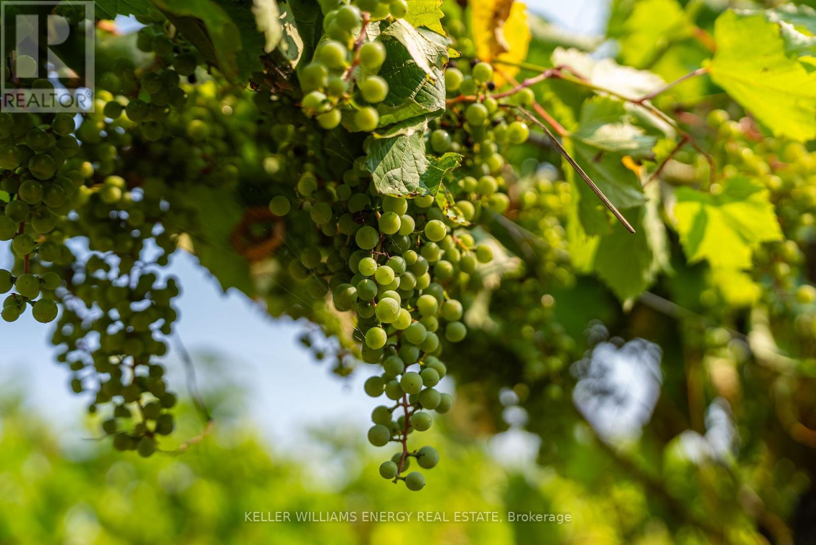 804 Closson Road, Prince Edward County, Ontario K0K 2J0 - Photo 14 - X12336496