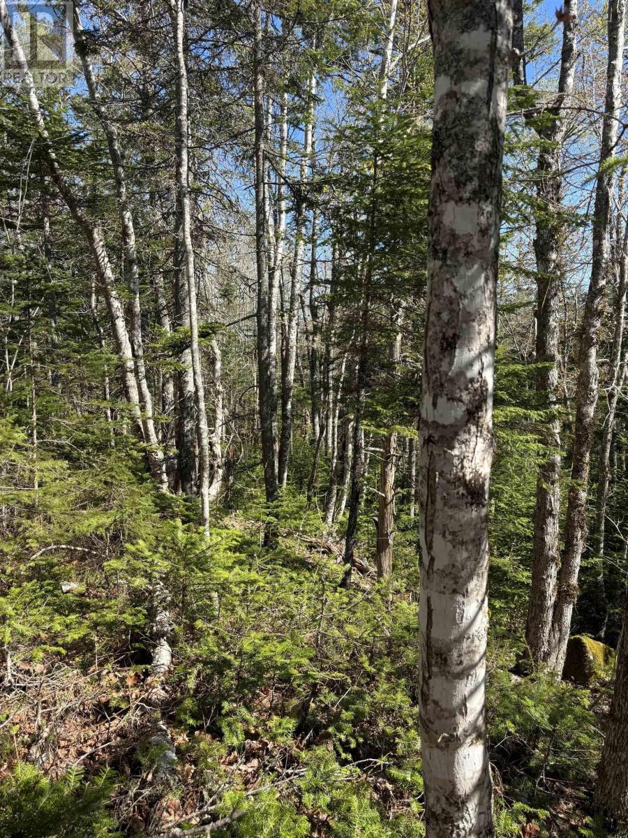 Lot 3 Highway 10, Albany, Nova Scotia  B0S 1P0 - Photo 4 - 202512140