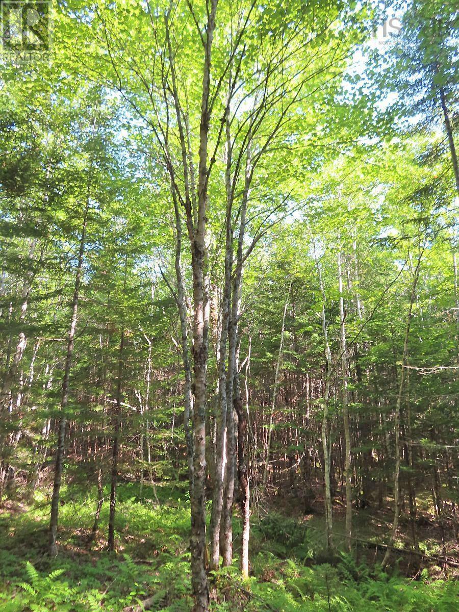Lot5 Lower River Road, Grantville, Nova Scotia  B0E 1J0 - Photo 15 - 202403617