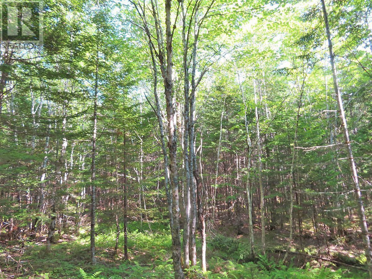 Lot5 Lower River Road, Grantville, Nova Scotia  B0E 1J0 - Photo 19 - 202403617