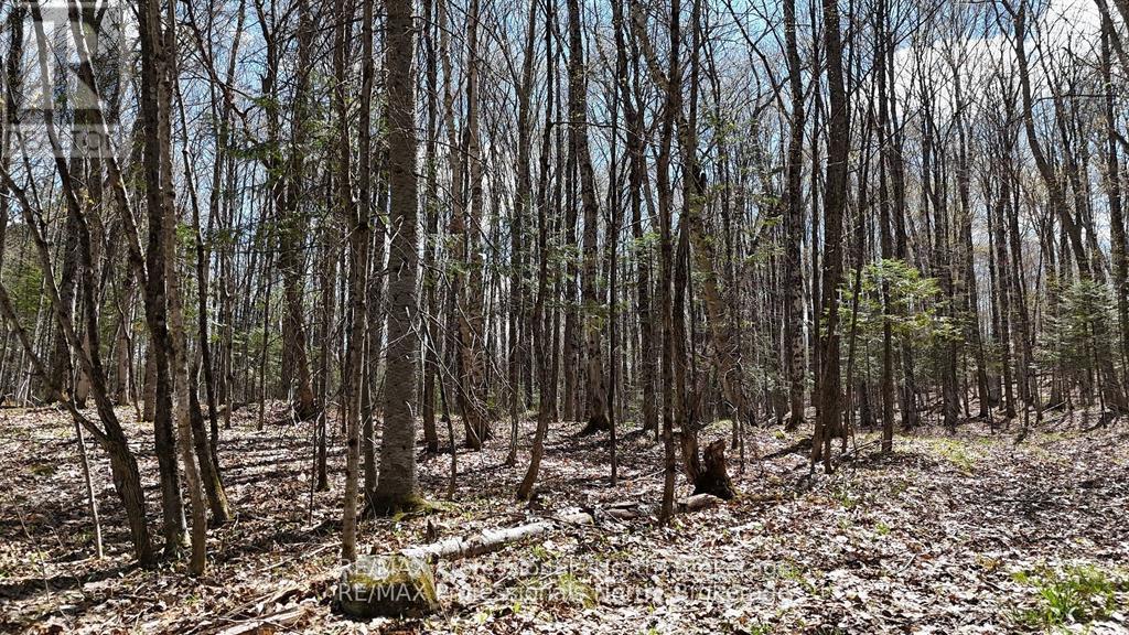 0 Osprey Road, Minden Hills, Ontario  K0M 2K0 - Photo 8 - X12341228