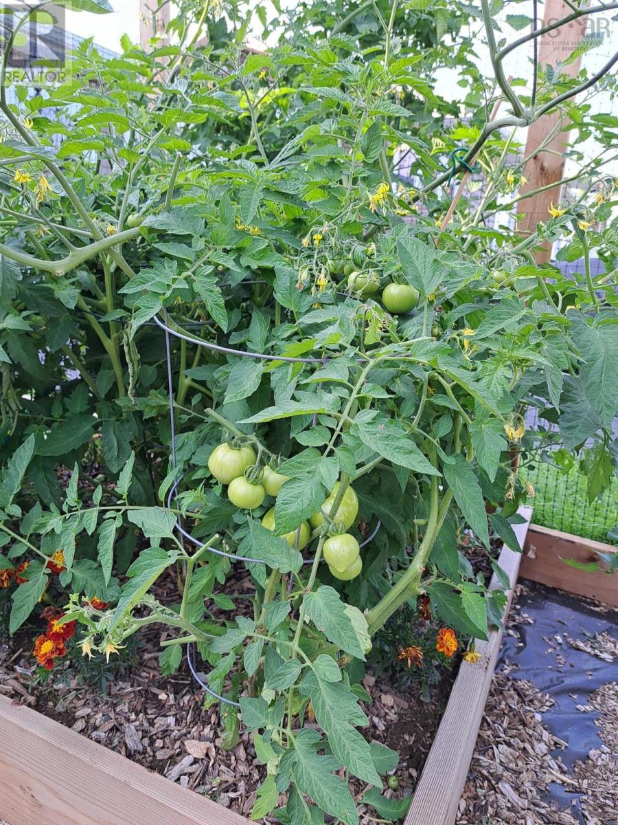 35 Hector Street, Port Maitland, Nova Scotia  B5A 5R8 - Photo 38 - 202518693