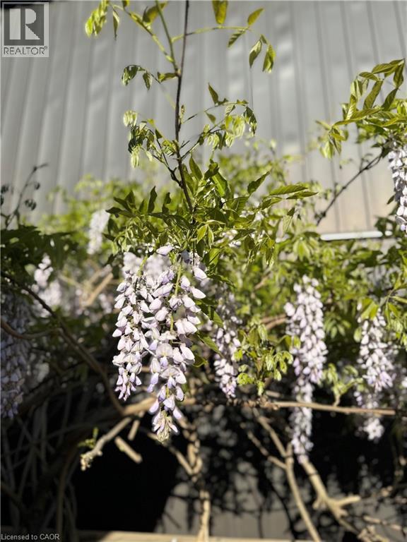 261 Homewood Avenue, Hamilton, Ontario  L8P 2M7 - Photo 41 - 40759930