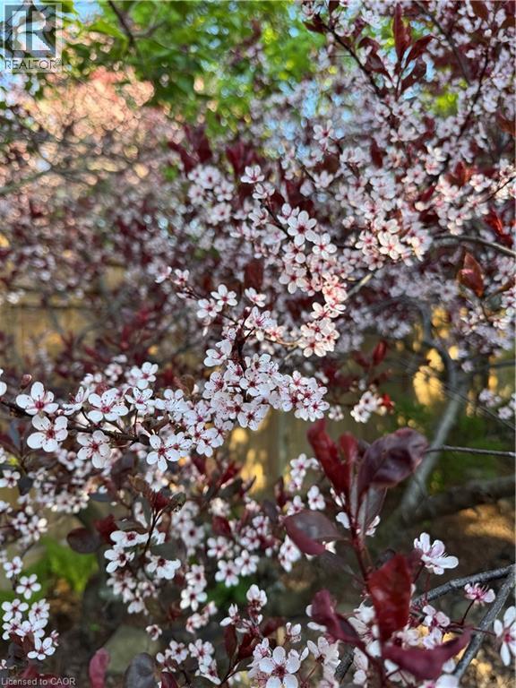 261 Homewood Avenue, Hamilton, Ontario  L8P 2M7 - Photo 39 - 40759930