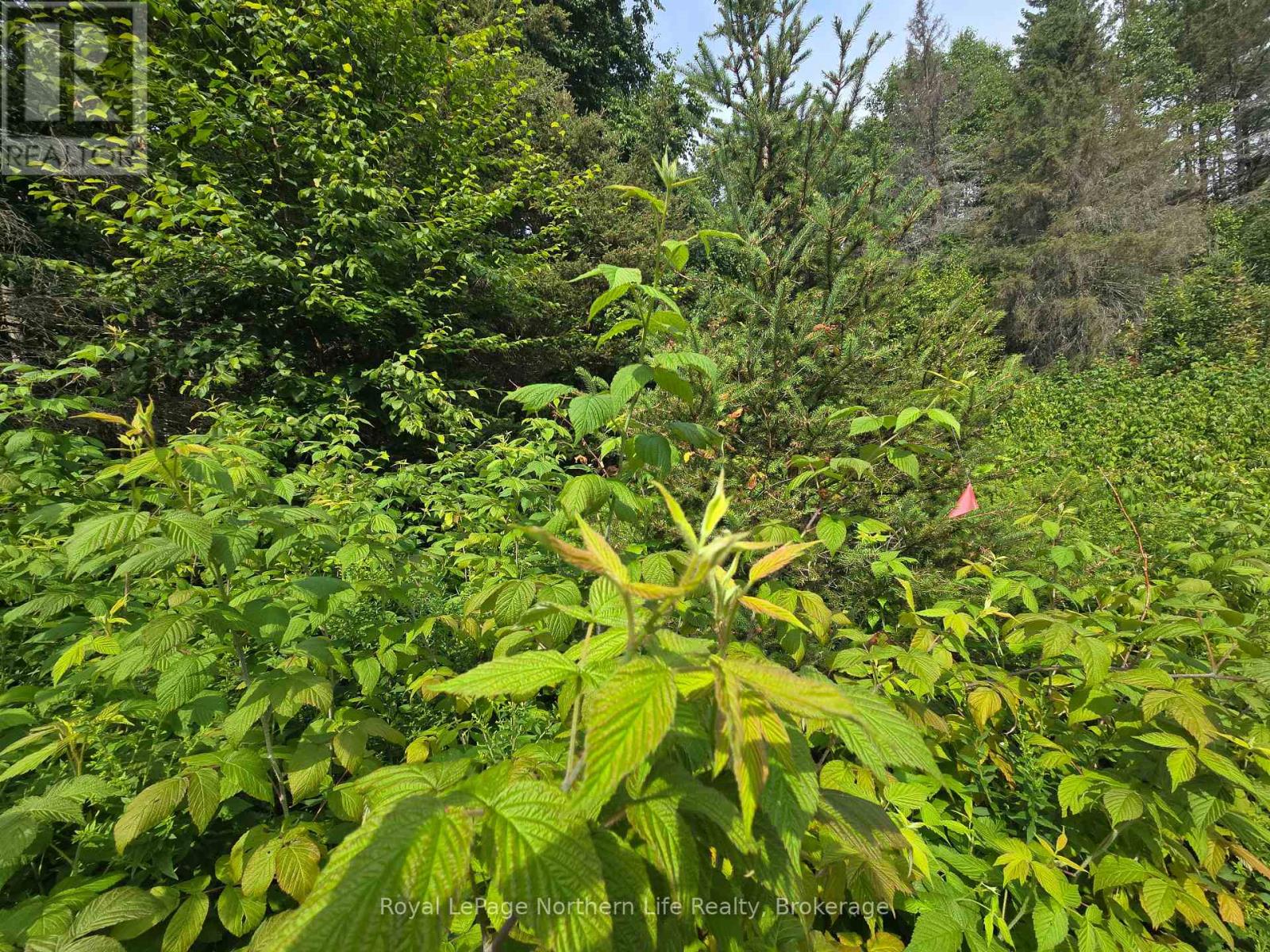 680 Mount Pleasant Road, Calvin, Ontario  P0H 2E0 - Photo 19 - X12343708