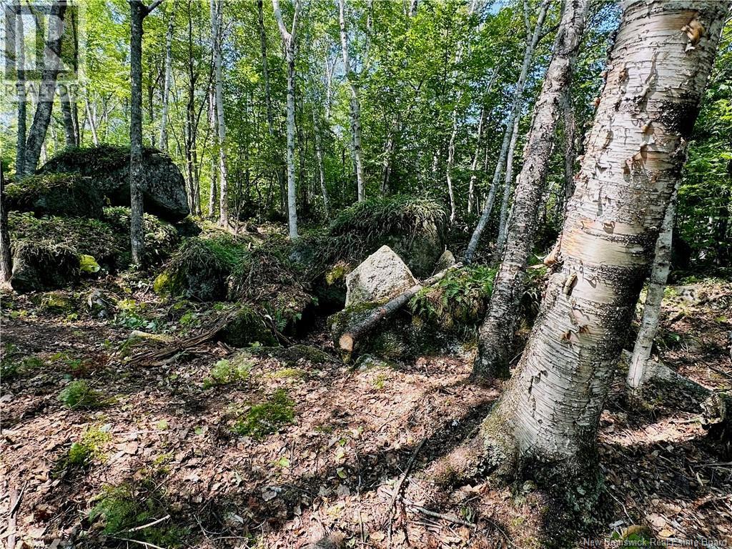 0 Second Eel River Lane, Eel River Lake, New Brunswick  E6H 0A4 - Photo 3 - NB110467