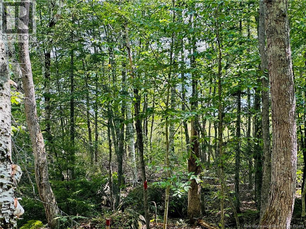 0 Second Eel River Lane, Eel River Lake, New Brunswick  E6H 0A4 - Photo 20 - NB110467