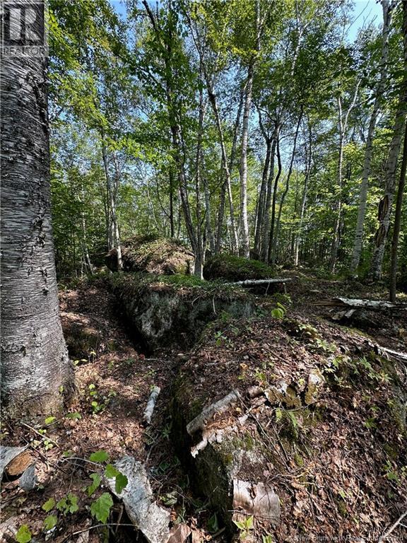 0 Second Eel River Lane, Eel River Lake, New Brunswick  E6H 0A4 - Photo 11 - NB110469