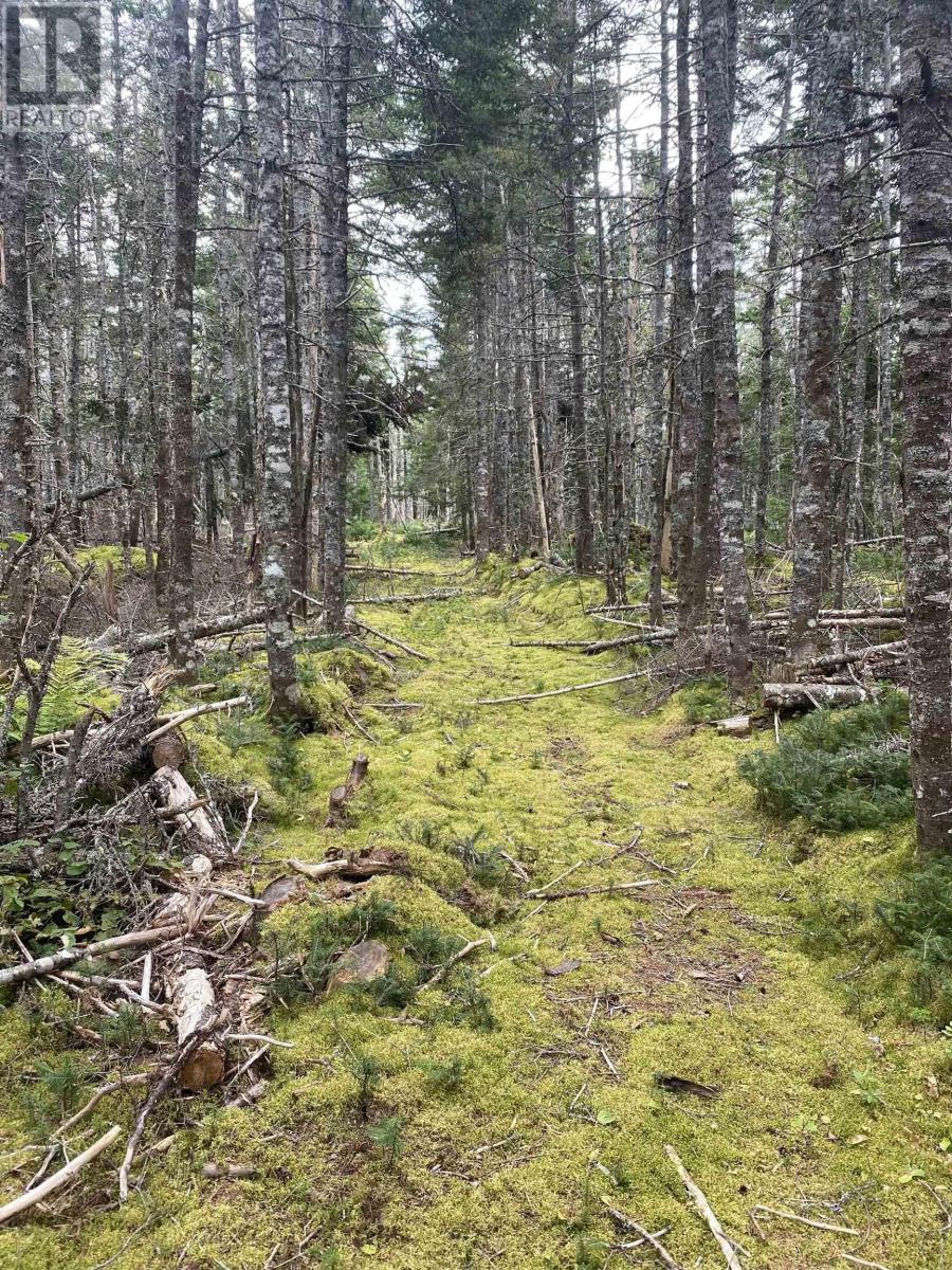 0 No. 255 Highway, Round Island, Nova Scotia  B1P 1P4 - Photo 5 - 202517499