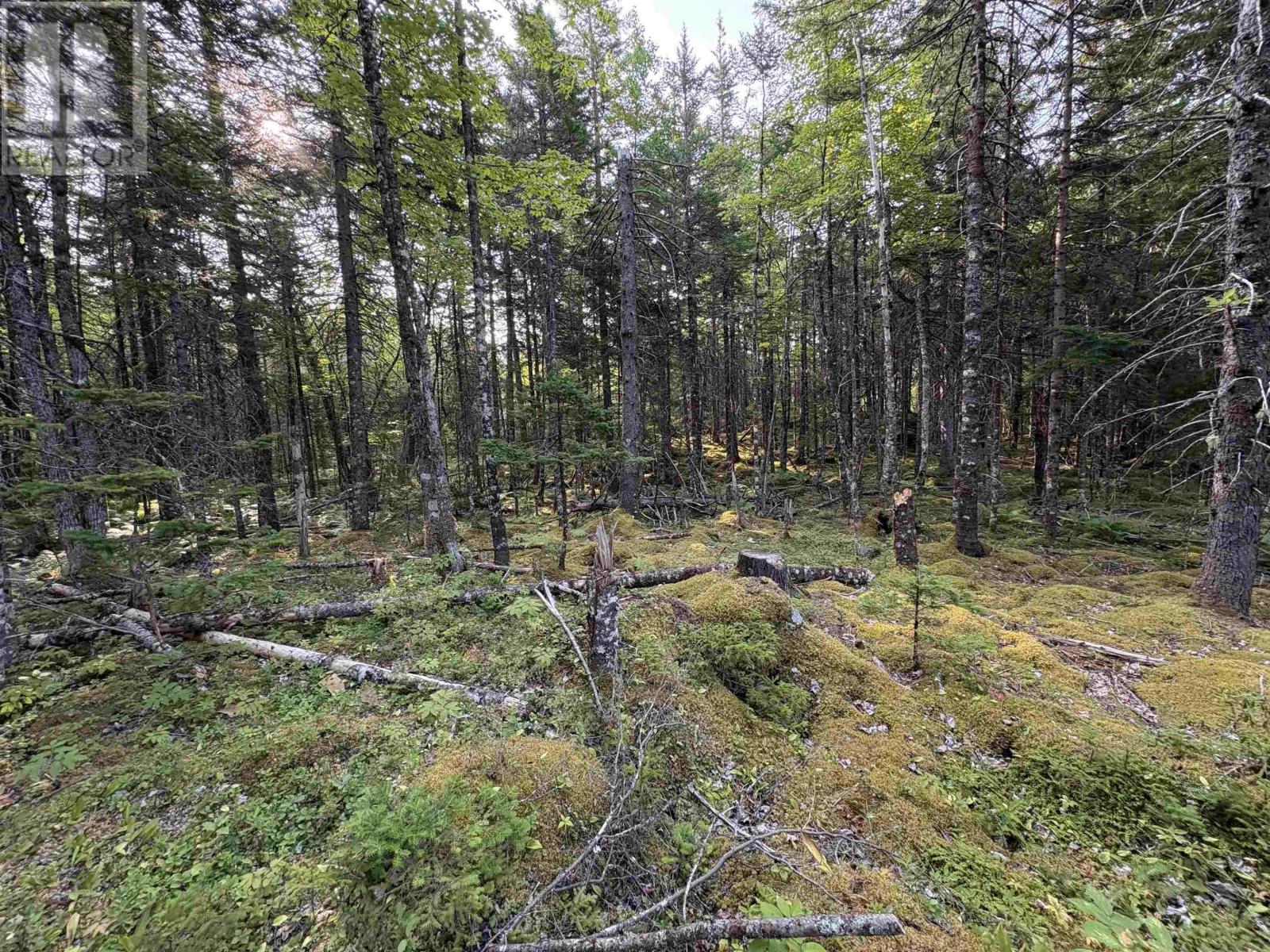 373 Armstrong Lake West Road, Vaughan, Nova Scotia  B0N 2T0 - Photo 10 - 202520140
