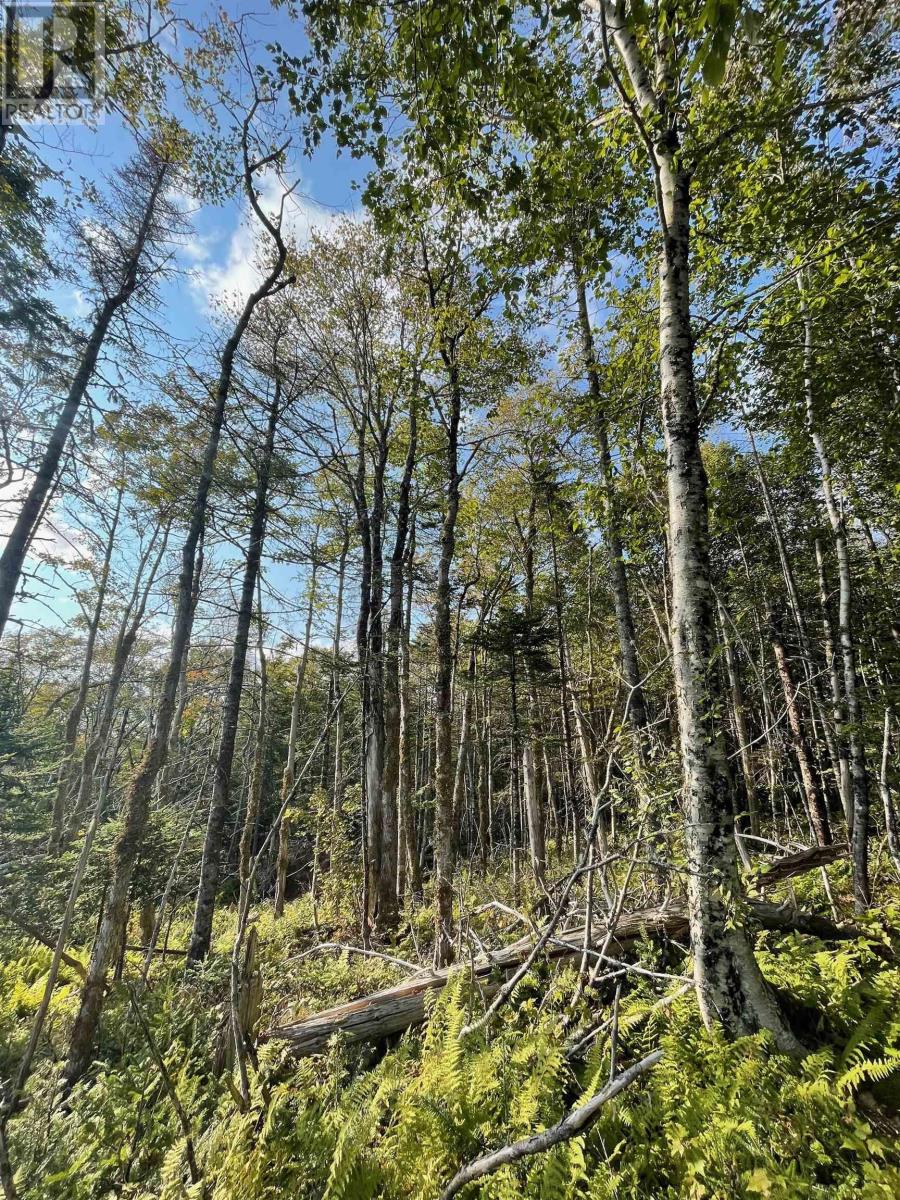 0 Beechmont Road, Gillis Lake, Nova Scotia  B2A 4J6 - Photo 19 - 202520575