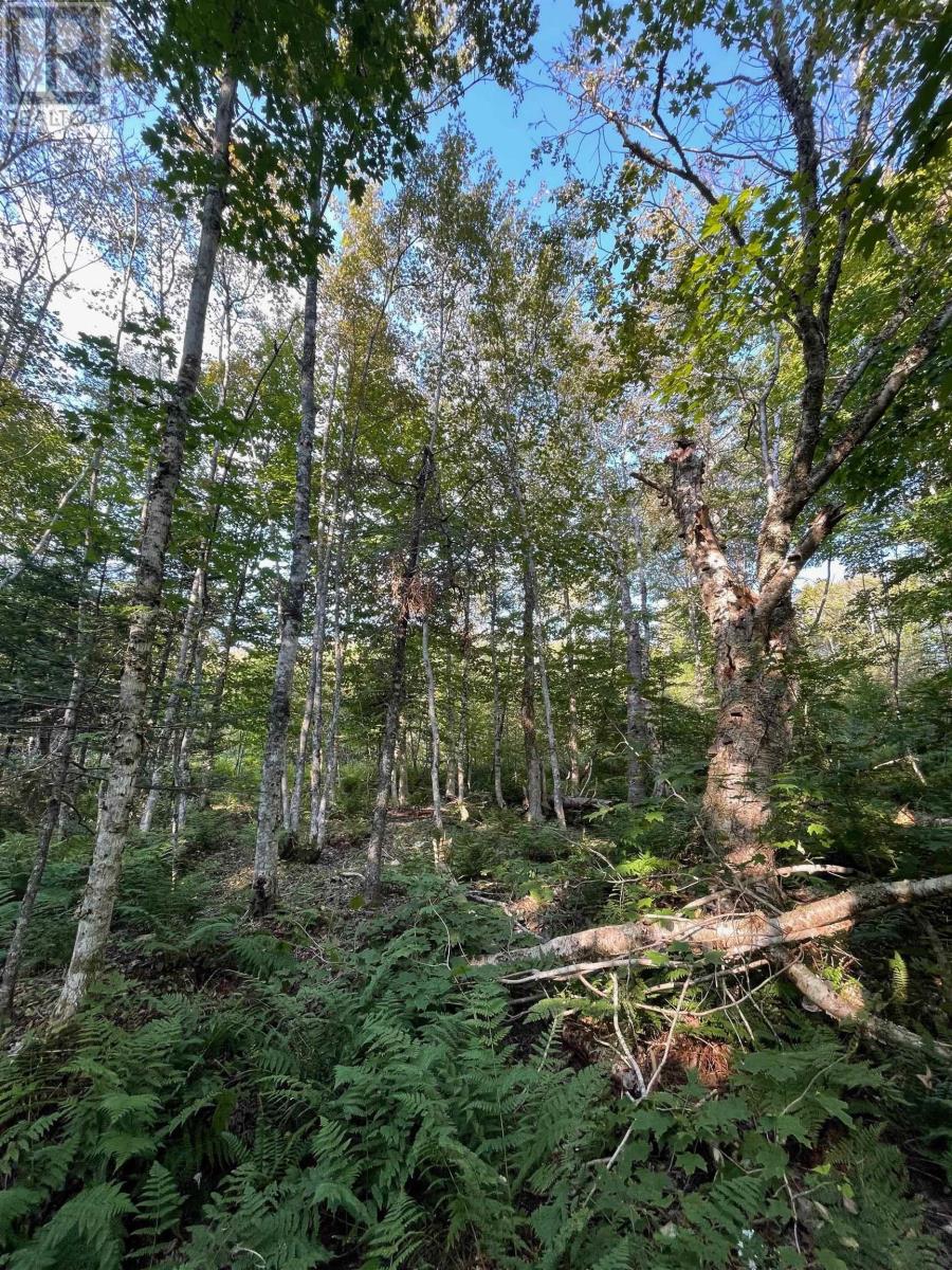 0 Beechmont Road, Gillis Lake, Nova Scotia  B2A 4J6 - Photo 31 - 202520575