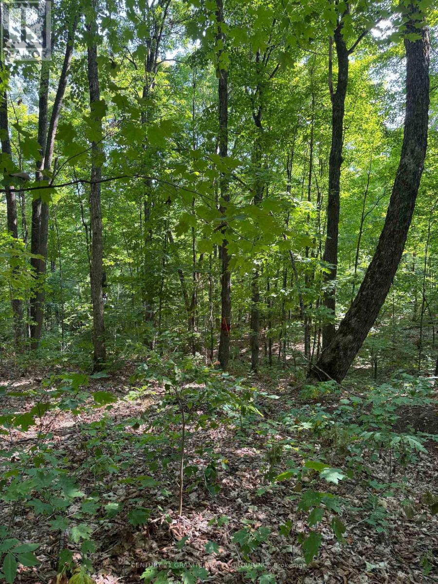 261a Copeland Lake Road, Addington Highlands, Ontario  K0H 1L0 - Photo 19 - X12347056