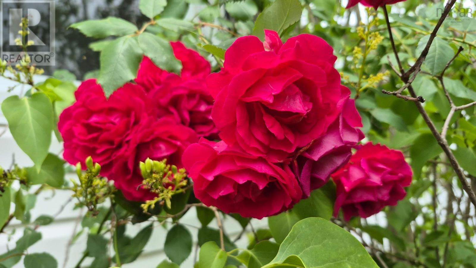 13 Glenmont Avenue, Bedford, Nova Scotia  B4A 1H1 - Photo 45 - 202520770