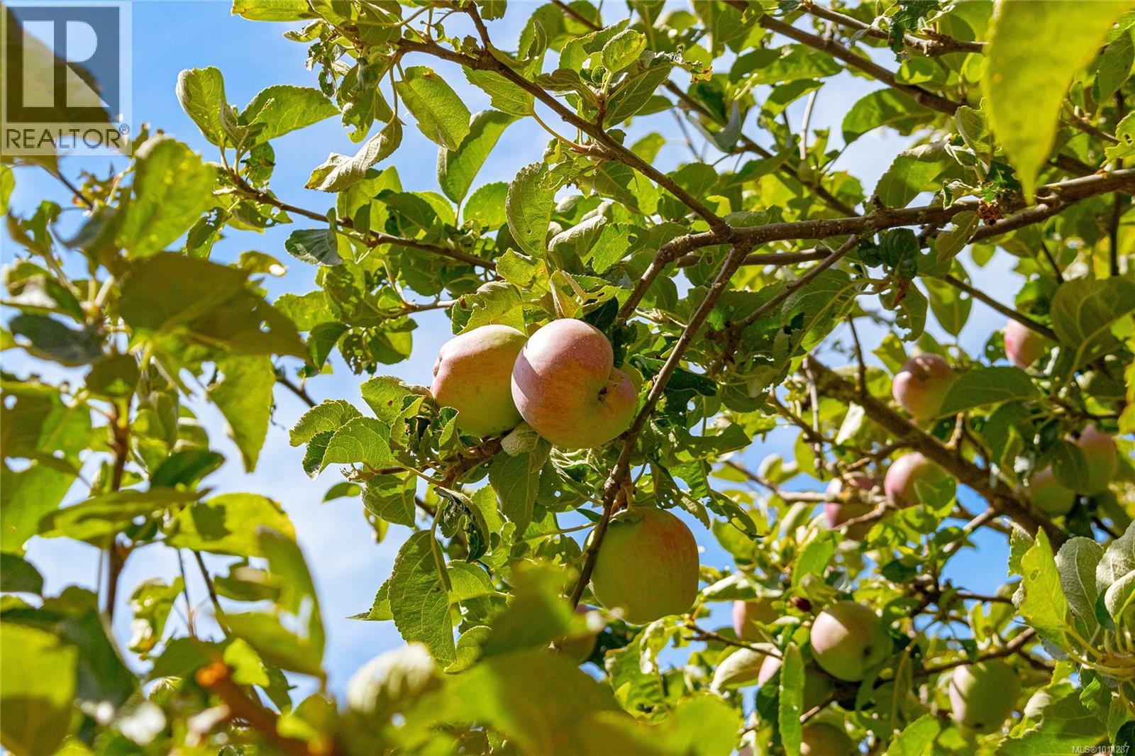 2560 Dorset Rd, Oak Bay, British Columbia  V8R 3M7 - Photo 65 - 1011287