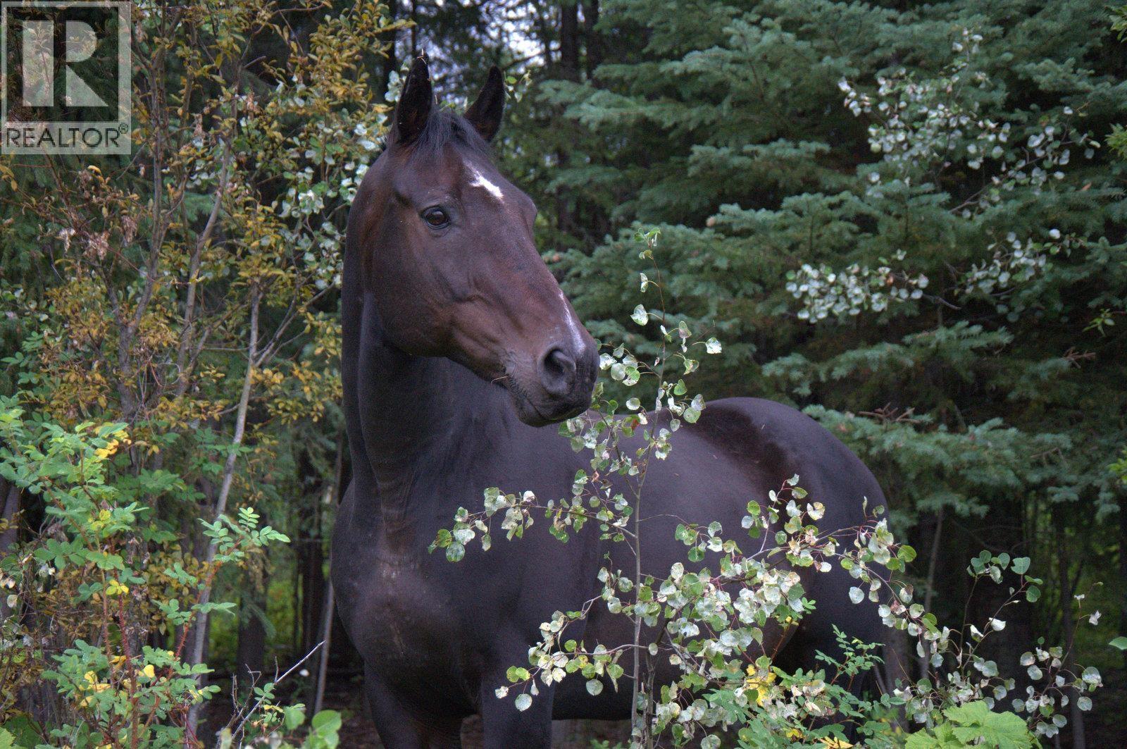 1665 Bradley Creek Road, Forest Grove, British Columbia  V0K 1M0 - Photo 37 - R3034843