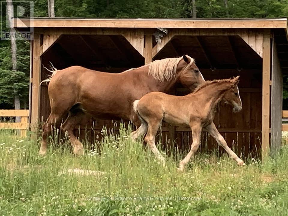 1071 Dardanelles Road, Dysart Et Al (Dudley), Ontario  K0M 1S0 - Photo 44 - X12352219