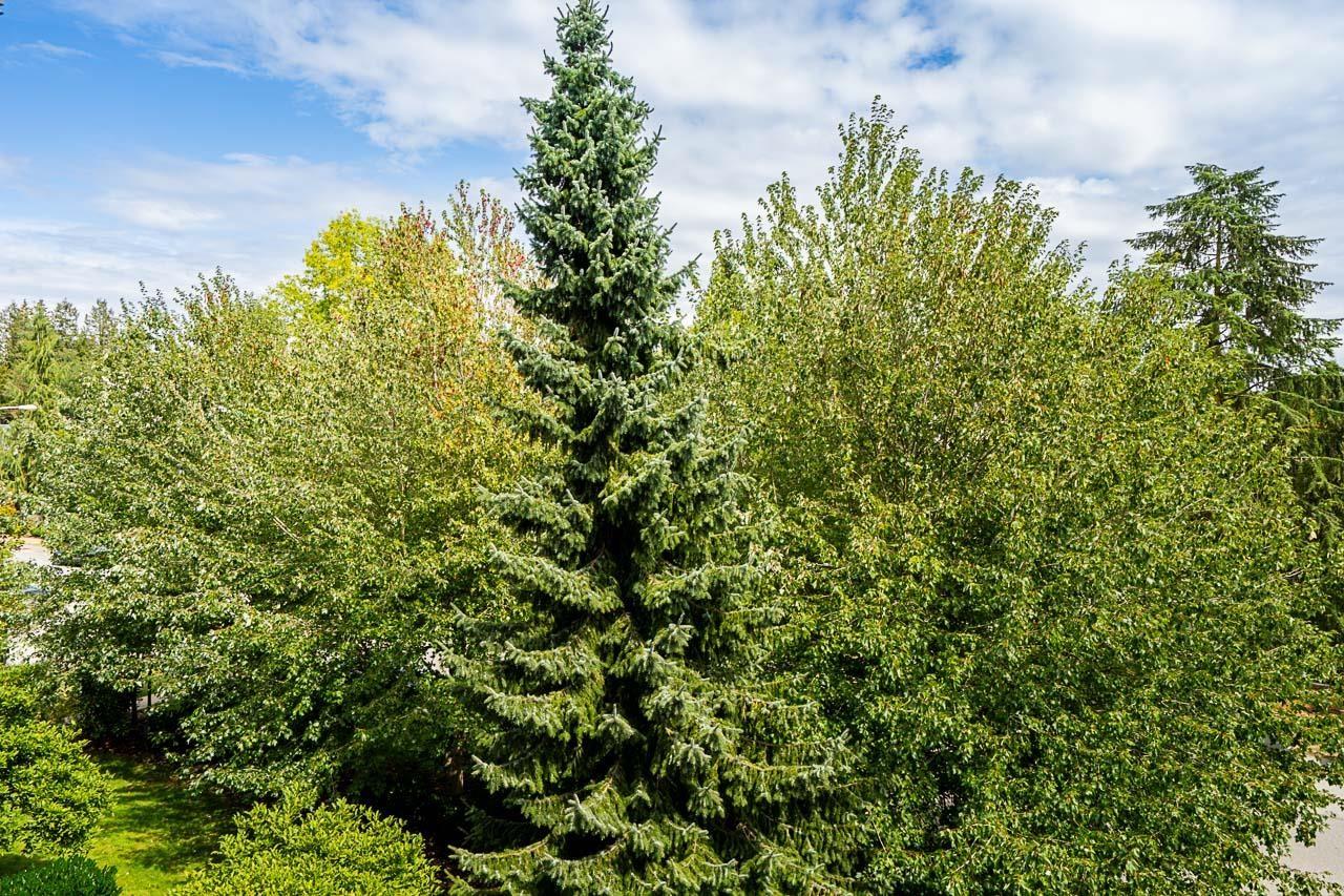 306 12083 92a Avenue, Surrey, British Columbia V3V 8C8 - Photo 19 - R3038373