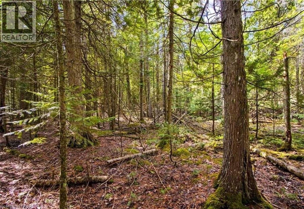 6 Dunn Street, Lion's Head, Ontario  N0H 1W0 - Photo 6 - 40632758
