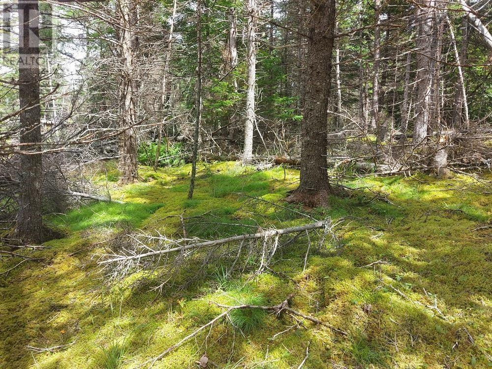 2b Wall Street, Cape George, Nova Scotia  B0E 3B0 - Photo 14 - 202521129