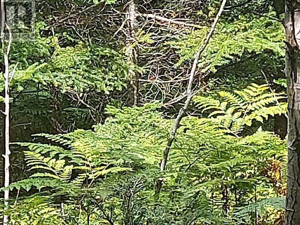 2b Wall Street, Cape George, Nova Scotia  B0E 3B0 - Photo 21 - 202521129