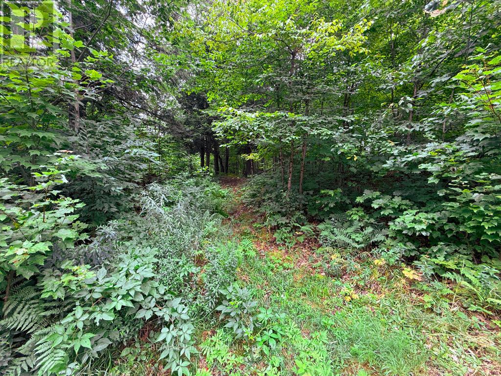 335 Centre Road, Mckellar, Ontario  P2A 0B4 - Photo 12 - X12357294