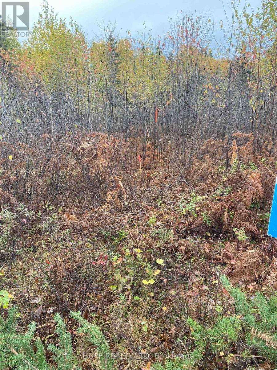 Lt 1 Con 6 54r-6390 Lot 1 Con 6 Marter Twp Road, Englehart (Central Timiskaming), Ontario  P0J 1H0 - Photo 4 - T12357731