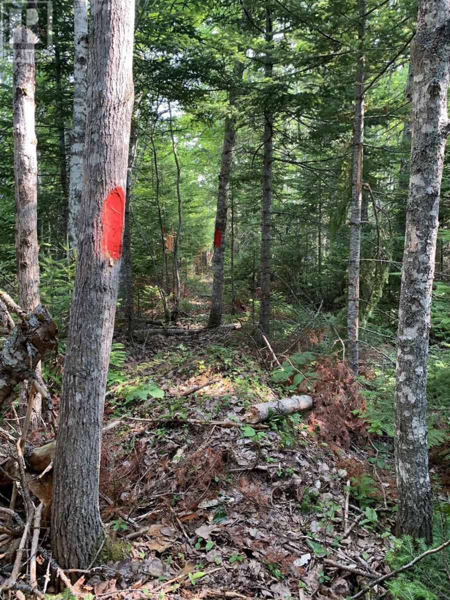 Lot 4a Hunter Road, Wentworth Valley, Nova Scotia  B0M 1Z0 - Photo 9 - 202521315