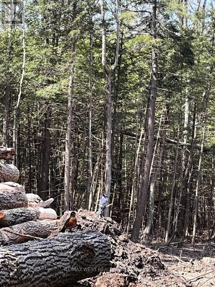 0 Lot Syer Line, Cavan Monaghan, Ontario  L0A 1A0 - Photo 6 - X12359612