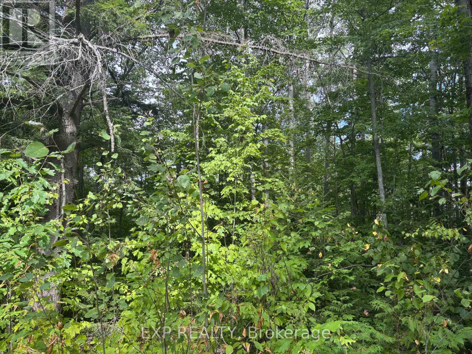 Lot A Arbor Vitae Road, Madawaska Valley, Ontario  K0J 1B0 - Photo 12 - X12064548