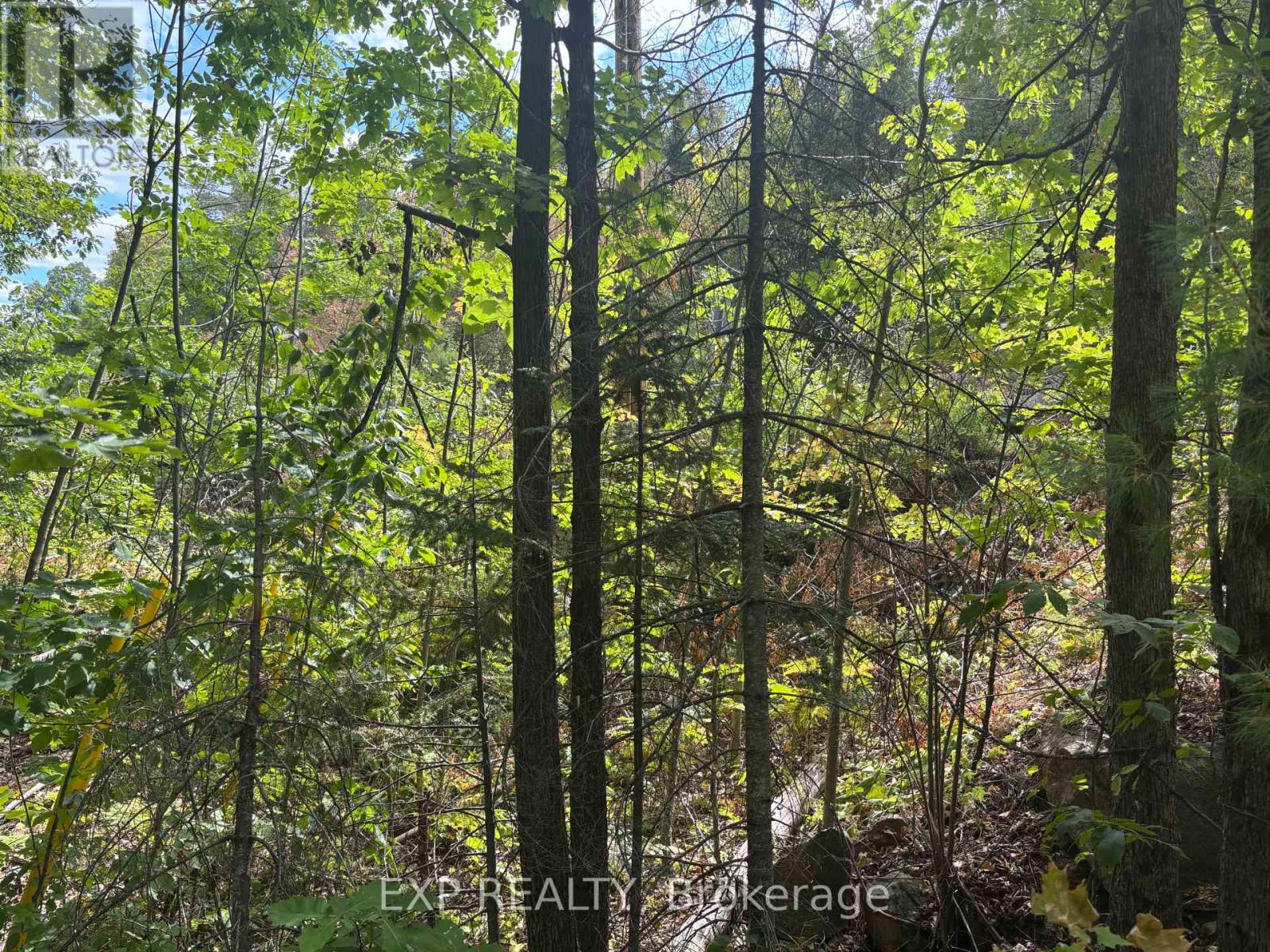 Lot A Arbor Vitae Road, Madawaska Valley, Ontario  K0J 1B0 - Photo 13 - X12064548