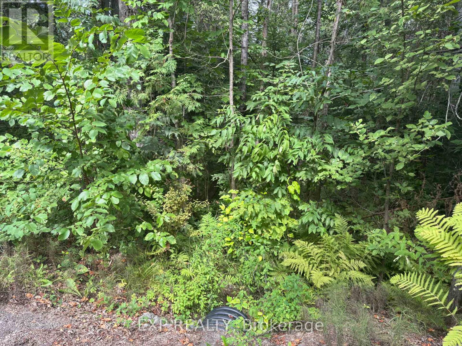 Lot A Arbor Vitae Road, Madawaska Valley, Ontario  K0J 1B0 - Photo 10 - X12064548