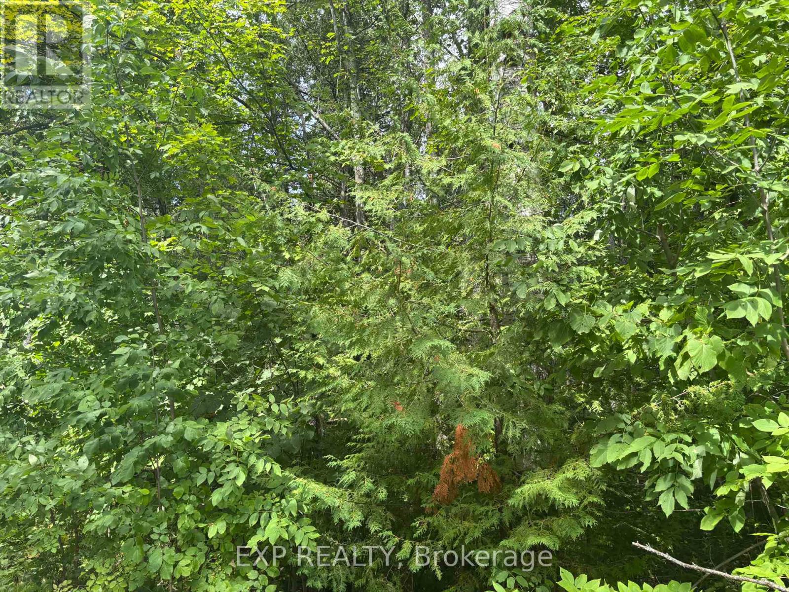 Lot A Arbor Vitae Road, Madawaska Valley, Ontario  K0J 1B0 - Photo 11 - X12064548