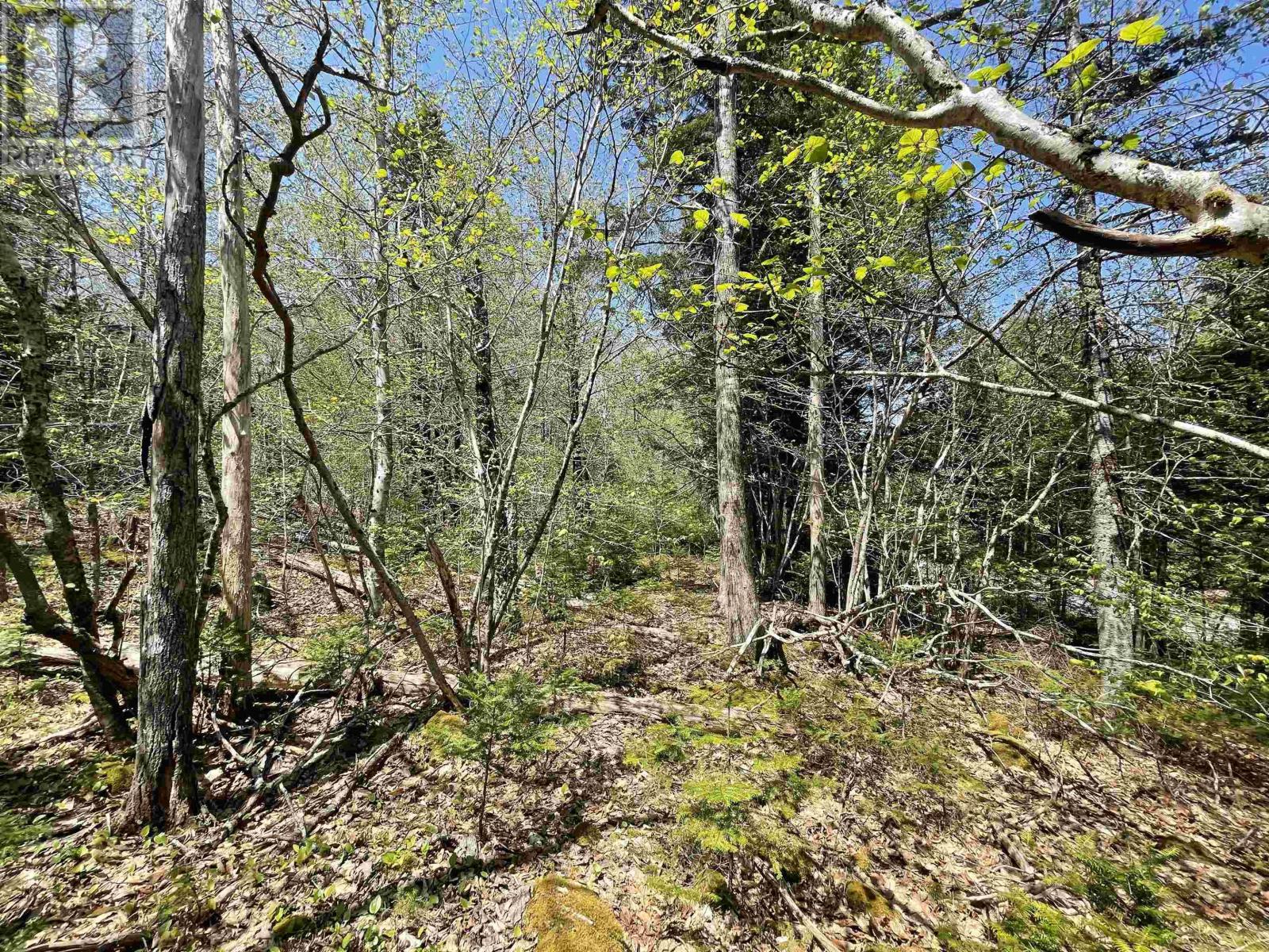 Lot 24 Huber Road, Camperdown, Nova Scotia  B0J 1V0 - Photo 5 - 202510989