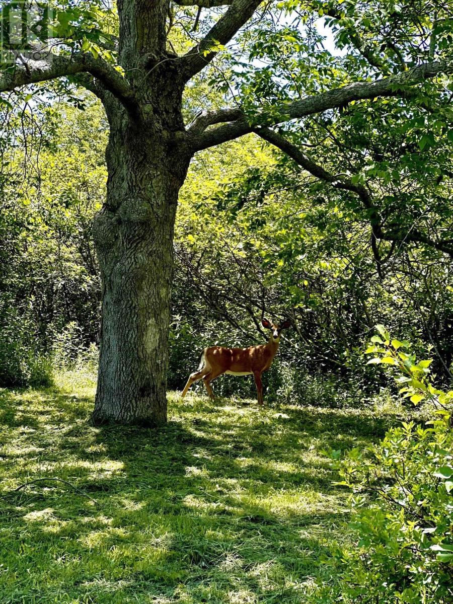 9482 Highway 217, Waterford, Nova Scotia  B0V 1A0 - Photo 48 - 202506781