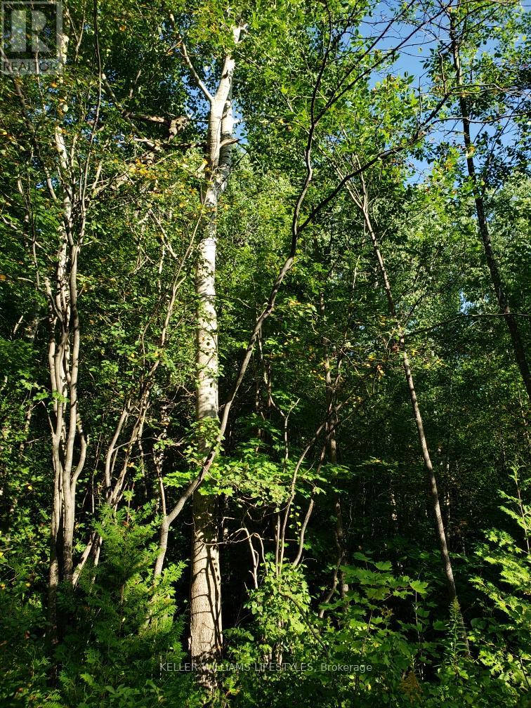 70379 Zion Church Road, Georgian Bluffs, Ontario  N0H 2T0 - Photo 7 - X12363678