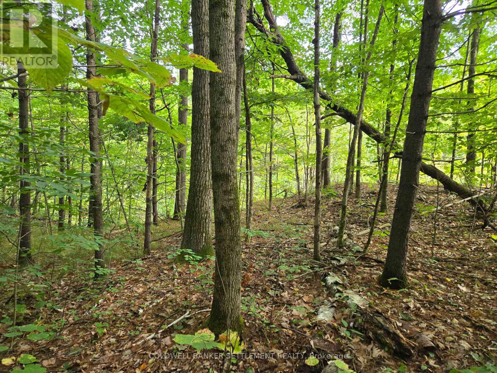 0 Second Depot Lake Road, Central Frontenac, Ontario  K0H 1T0 - Photo 5 - X12364443