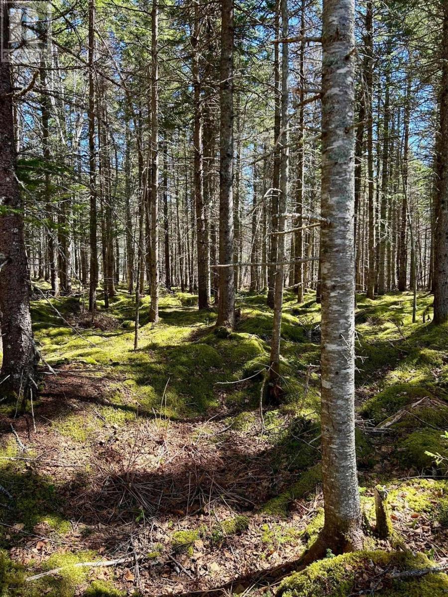 Lot 1c Marble Mountain Road, Malagawatch, Nova Scotia  B0E 2Y0 - Photo 6 - 202511124