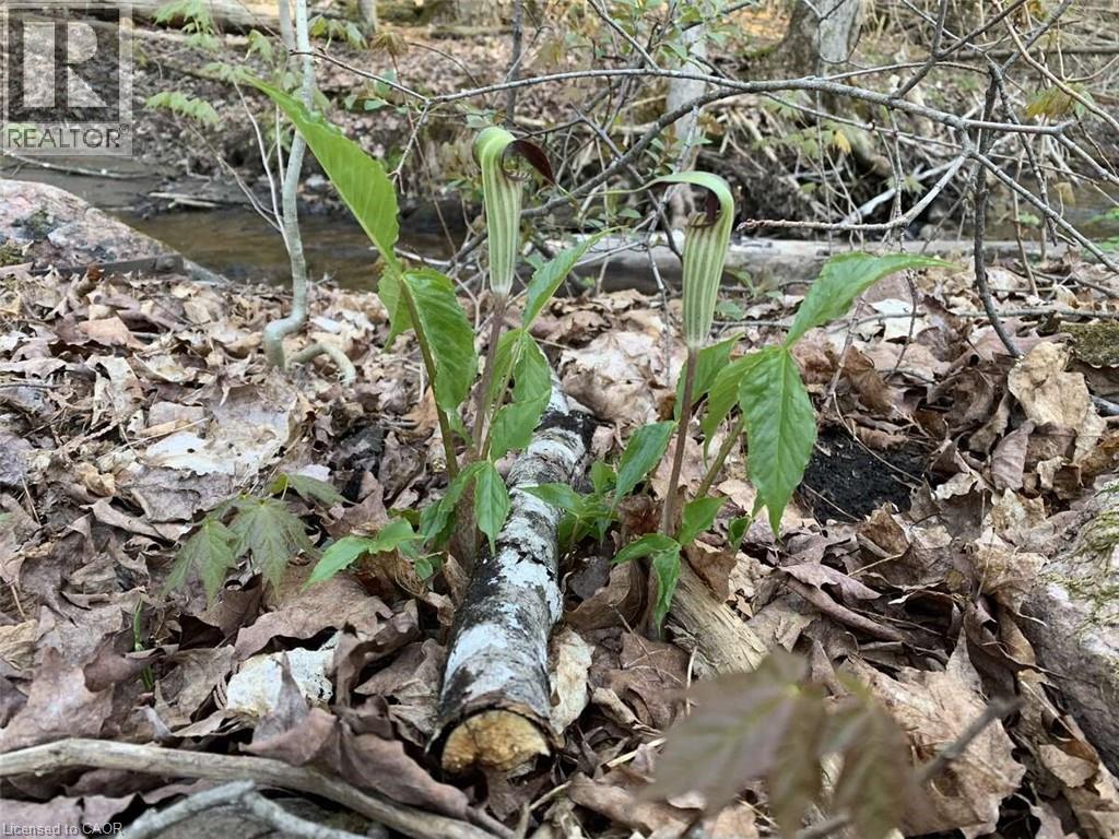 Lot 1 Colonial Road, Minden, Ontario  K0M 2K0 - Photo 11 - 40763425