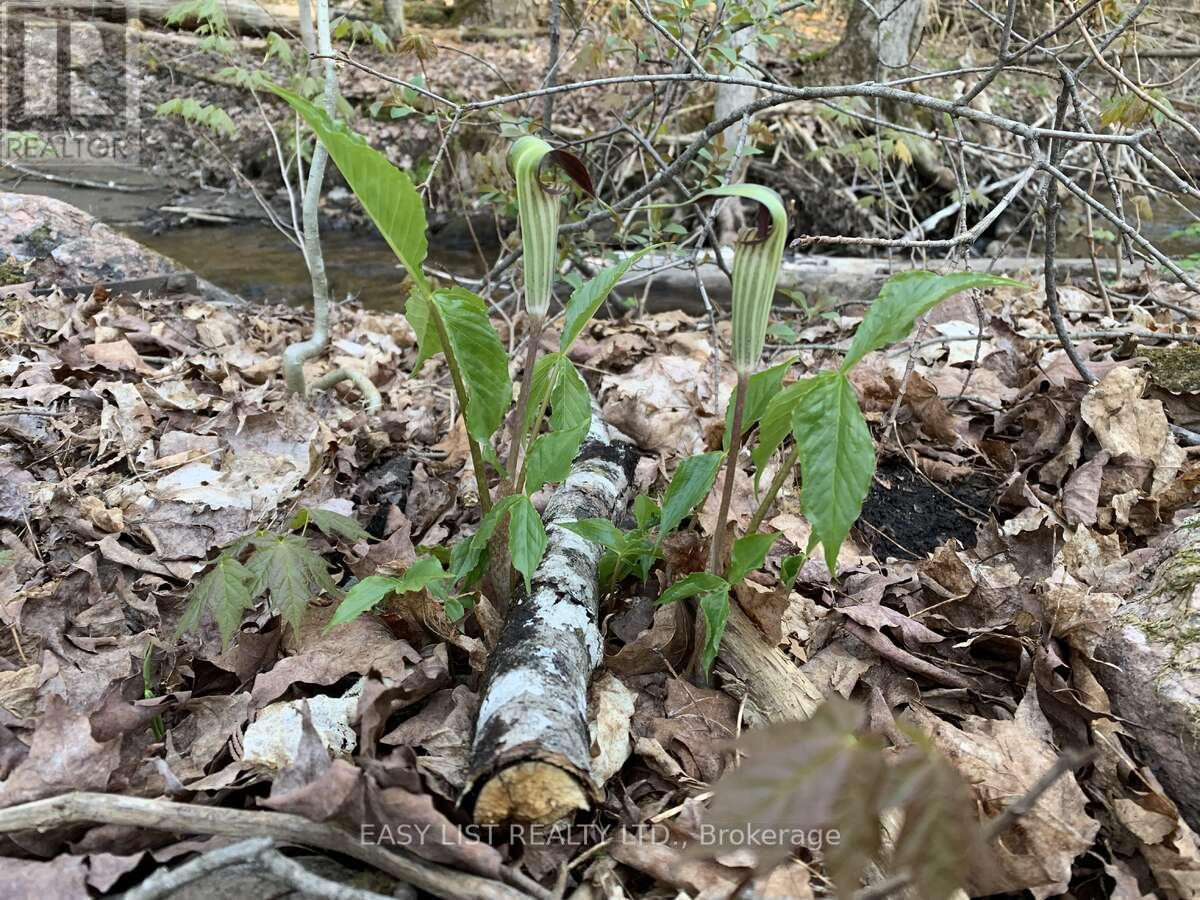 Lot 1 Colonial Road, Minden Hills, Ontario  K0M 2K0 - Photo 11 - X12363687