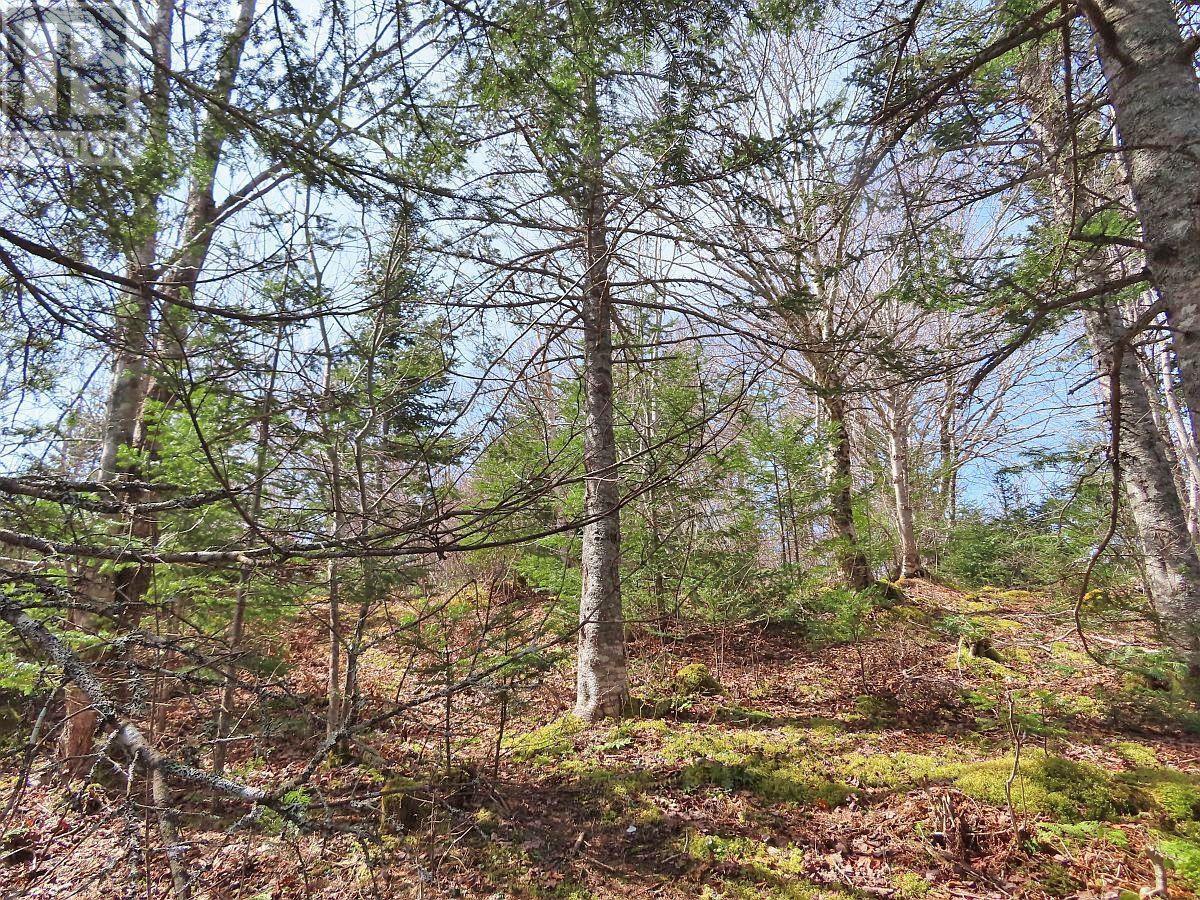 Lot 19 Joanne Langford Drive, French Road, Nova Scotia  B1K 3P9 - Photo 18 - 202518867
