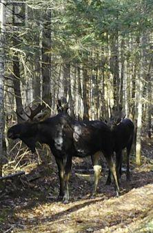 376 Riding Ranch Road, South River, Ontario  P0A 1X0 - Photo 34 - X12354938