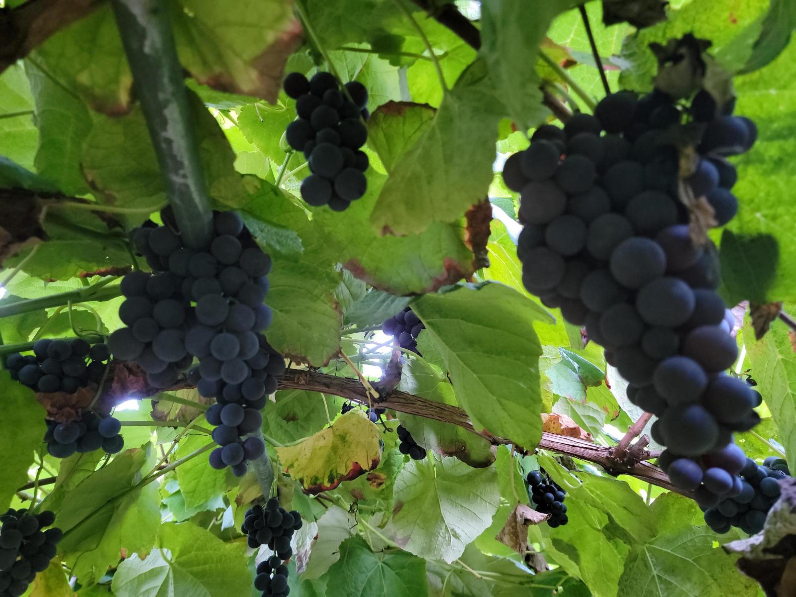 13842 Spratt Road, Mission, British Columbia  V2V 4J1 - Photo 5 - C8071593