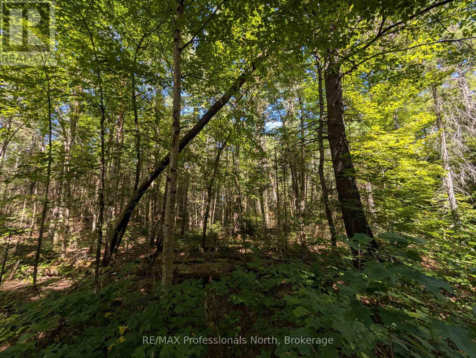 2244 Yearley Road, Mcmurrich/monteith (Mcmurrich), Ontario  P0A 1Y0 - Photo 4 - X12380918
