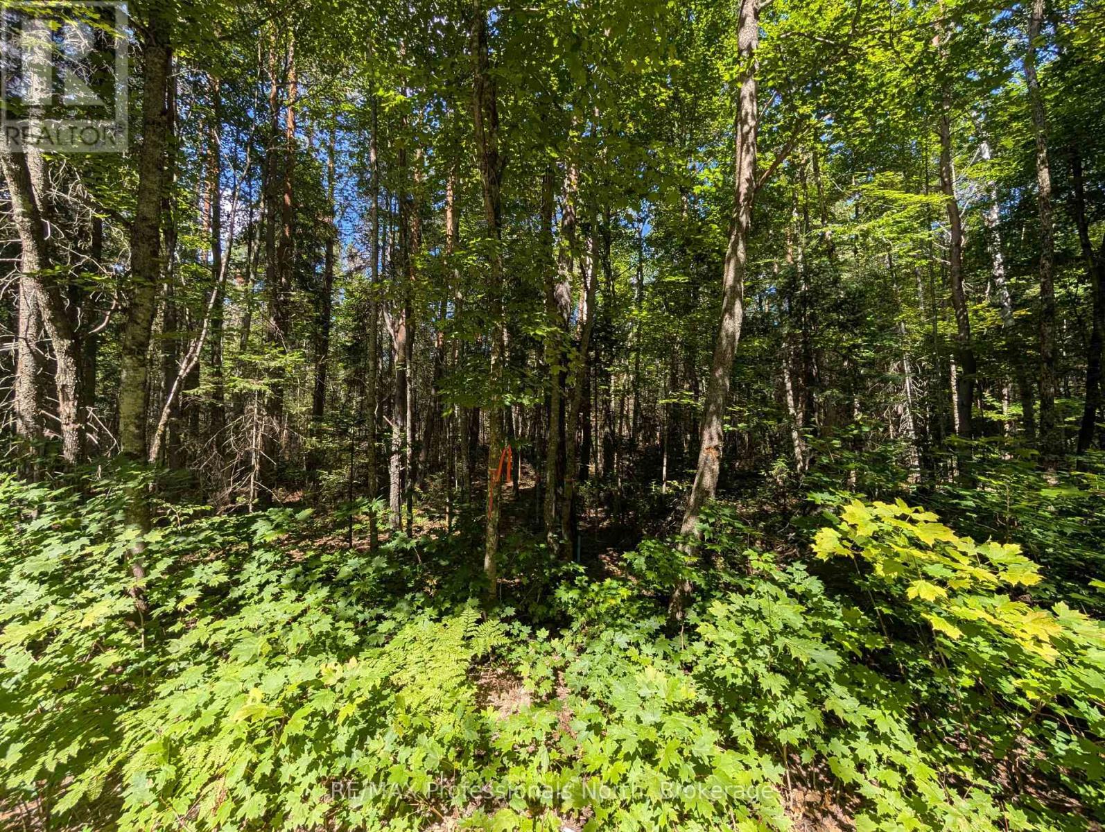 2244 Yearley Road, Mcmurrich/monteith (Mcmurrich), Ontario  P0A 1Y0 - Photo 5 - X12380918