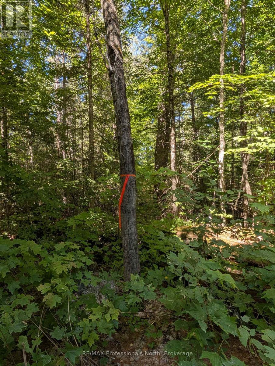 2206 Yearley Road, Mcmurrich/monteith (Mcmurrich), Ontario  P0A 1Y0 - Photo 6 - X12380952