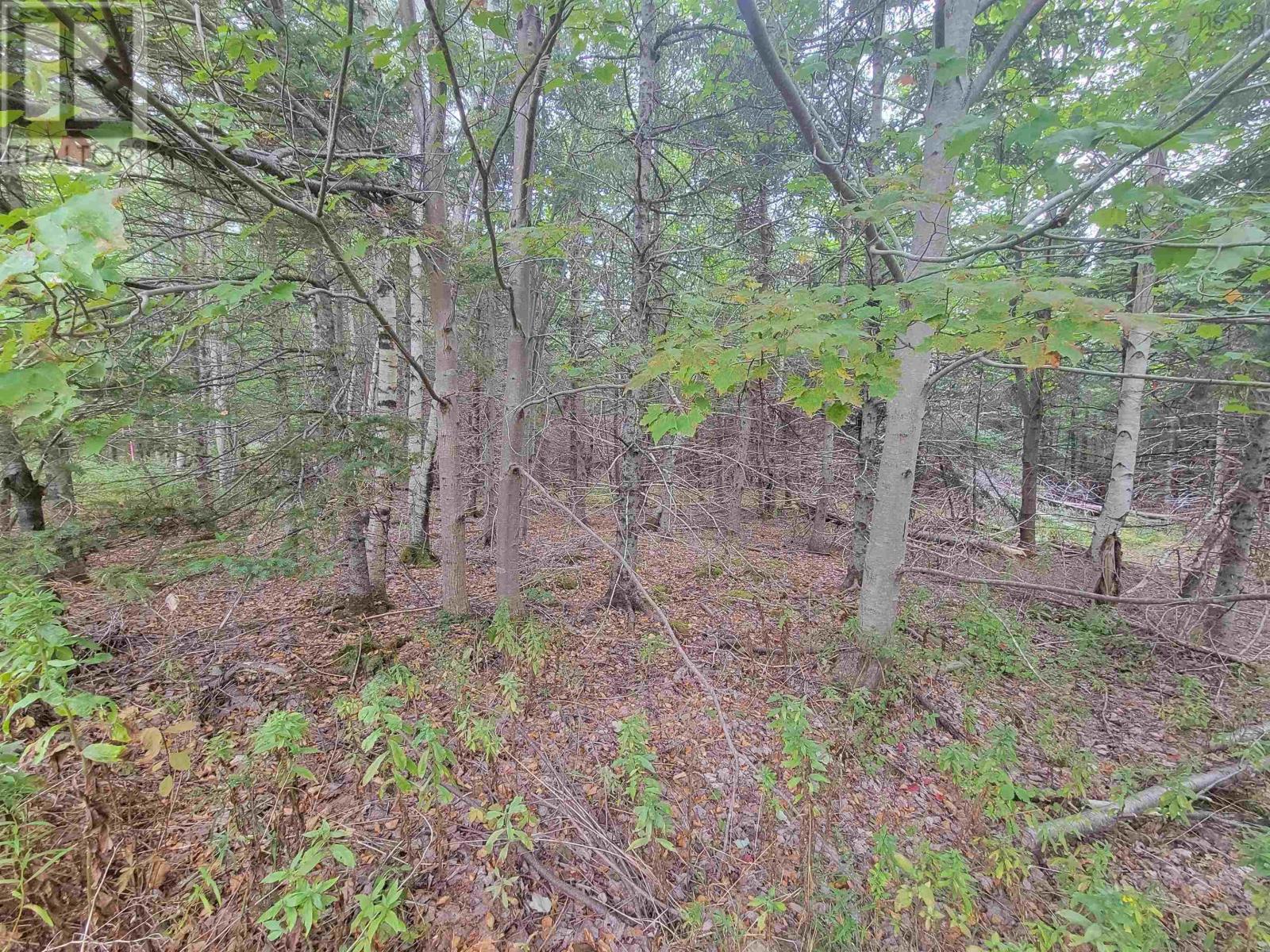 Lot 1 Wilson Road, Upper Rawdon, Nova Scotia  B0N 2N0 - Photo 6 - 202522563
