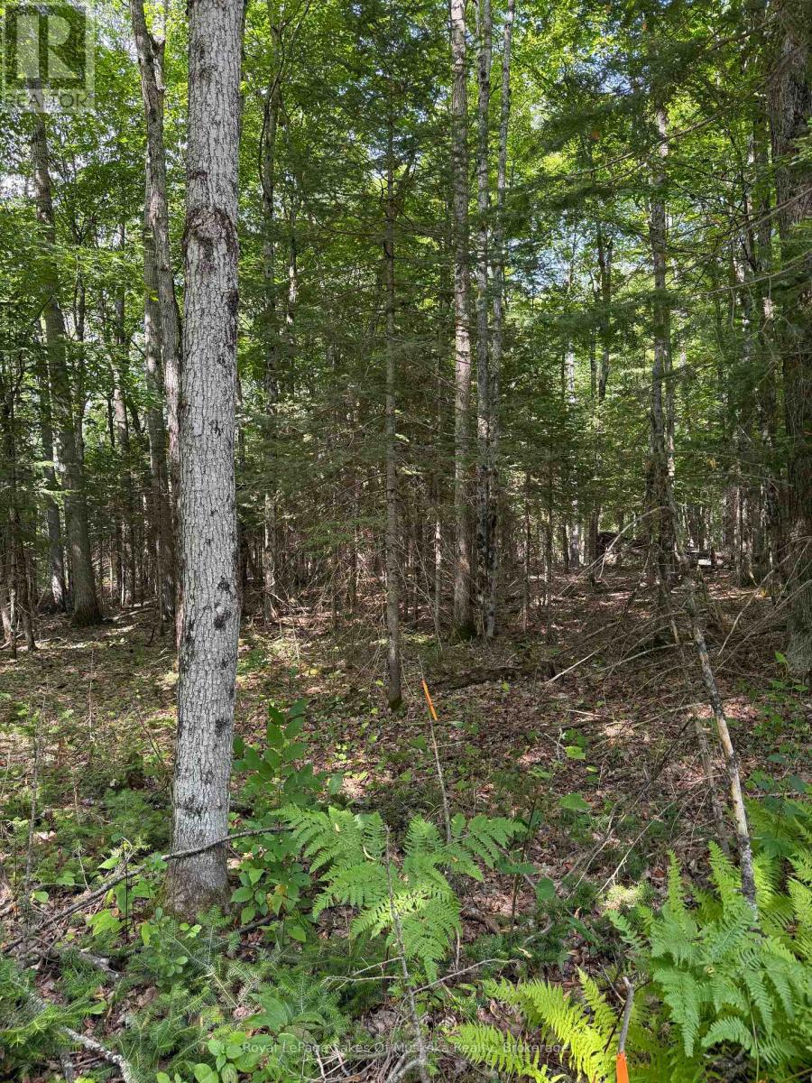 Lt 26 Frank St Street, Magnetawan, Ontario  P0A 1Z0 - Photo 6 - X12387843
