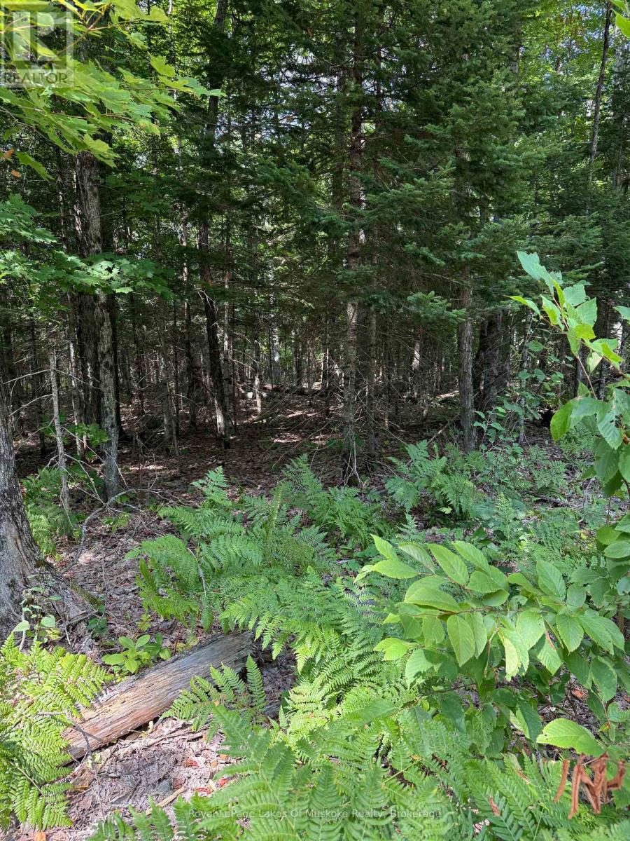 Lt 26 Frank St Street, Magnetawan, Ontario  P0A 1Z0 - Photo 7 - X12387843